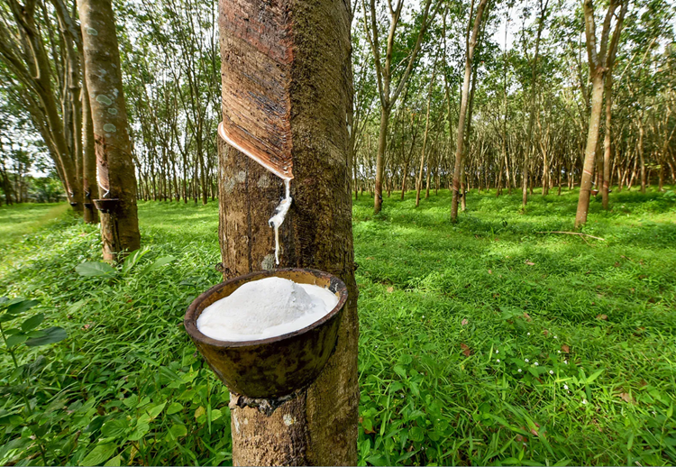 Natural rubber production deals statistics